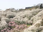 福島県の新たな観光戦略、地元食材と伝統文化を活用した体験型ツアーを展開