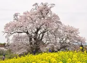 福島県で大規模な太陽光発電所が稼働開始、再生可能エネルギーの新たな拠点に