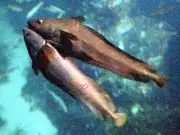 福島県の新たな観光戦略、伝統工芸と自然を融合した体験型ツアーを推進