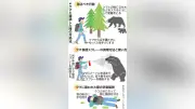 札幌市街地でヒグマ目撃、春の遭遇リスク高まる…専門家が語る予防策と対処法
