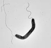 コレラ菌が光で活発化 琉球大など研究発表、感染制御の新たな手がかりに