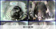 月・火星移住の健康条件が明らかに　JAXA実験で「地球の3分の2重力」がカギ