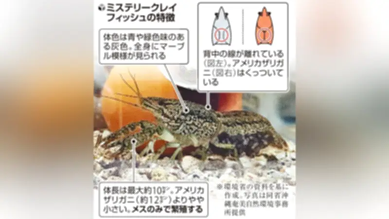 メス1匹で繁殖する外来ザリガニ「ミステリークレイフィッシュ」沖縄に定着、愛媛でも大量発見