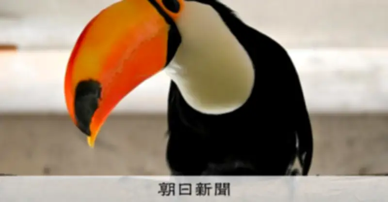 どでかいクチバシが特徴！新入りオニオオハシの愛称募集、10日まで