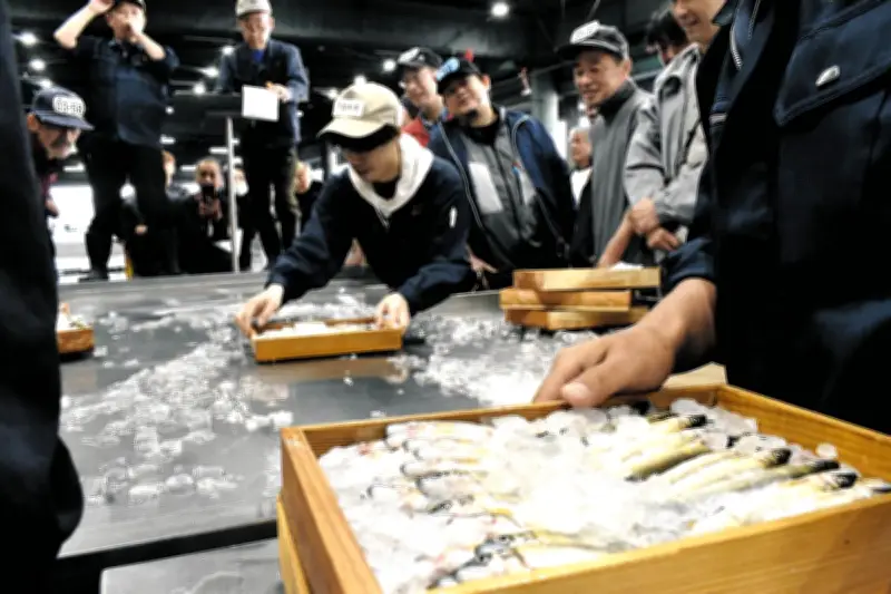 岐阜・天然アユ初競りで1キロ35万円、史上最高額を記録 過去最高の約6倍