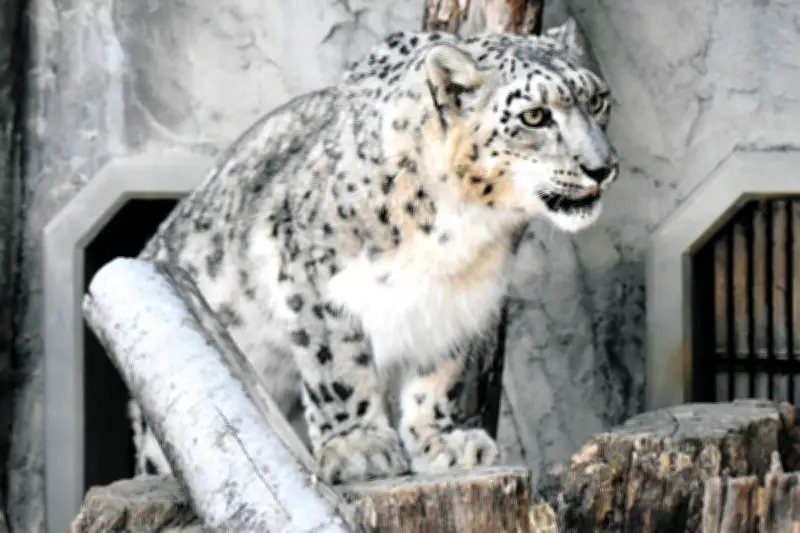 愛知・東山動植物園のユキヒョウ「リアン」15歳で死亡、残された雄「ユキチ」