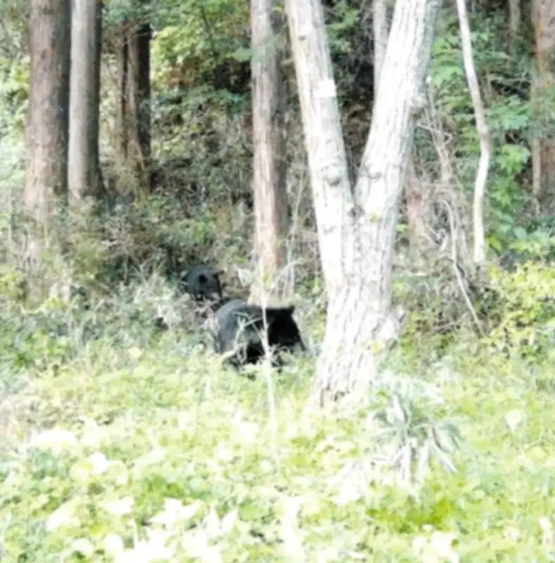 八王子山間部でツキノワグマ2頭を確認 親子か、被害なし