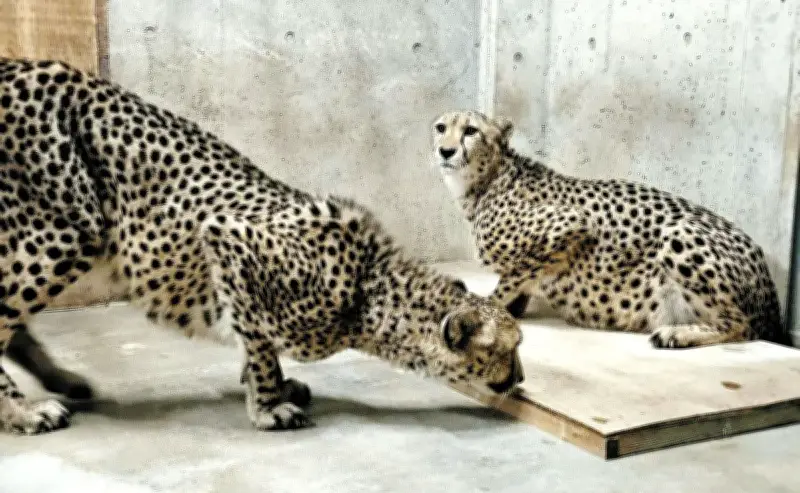 群馬サファリパークにチーター2頭が仲間入り、保全活動に貢献
