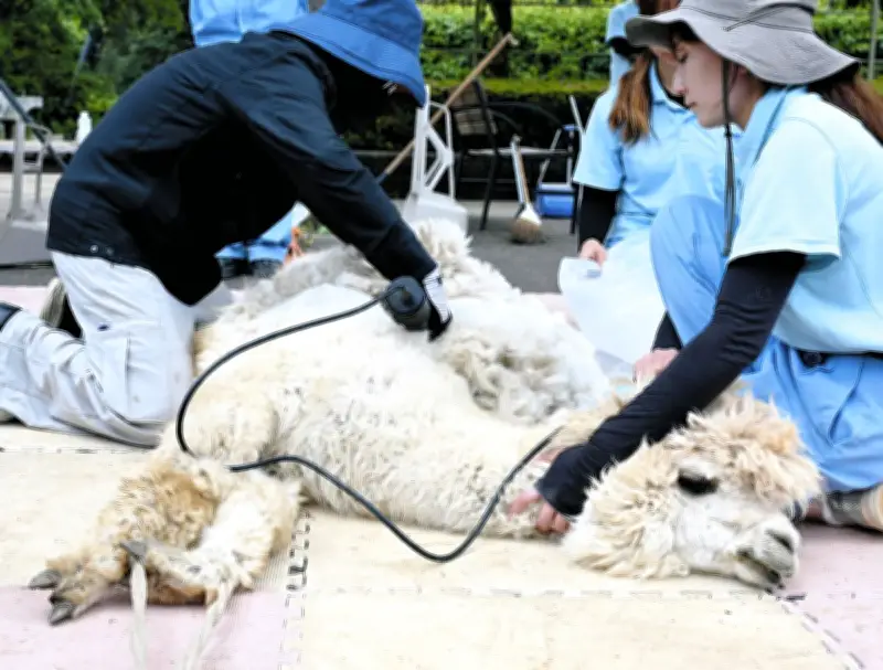 市川市動植物園でアルパカの毛刈り、2頭の妊娠も判明し秋に赤ちゃん誕生へ