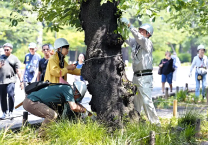上野の桜守、花見客が知らない舞台裏 ボランティア団体が支える20年の活動