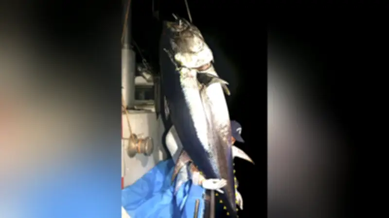 マグロ漁師の飽くなき闘い、200キロ超の大物釣り上げ「やめられない」