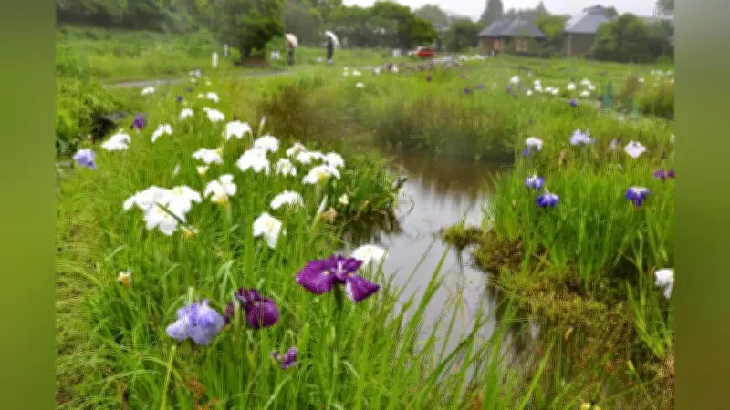 四万十市のトンボ自然公園でハナショウブ見頃、約2000株が咲き誇る