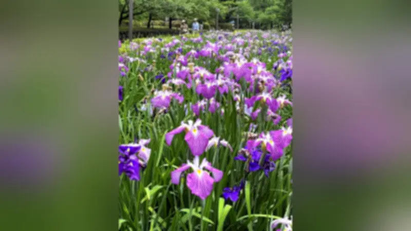 長崎・大村公園でハナショウブ満開、30万本が彩る
