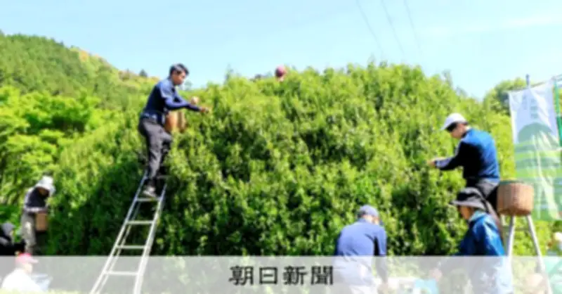 樹齢300年超、静岡最古「藤枝の大茶樹」で八十八夜の茶摘み 約30人が新芽を摘む