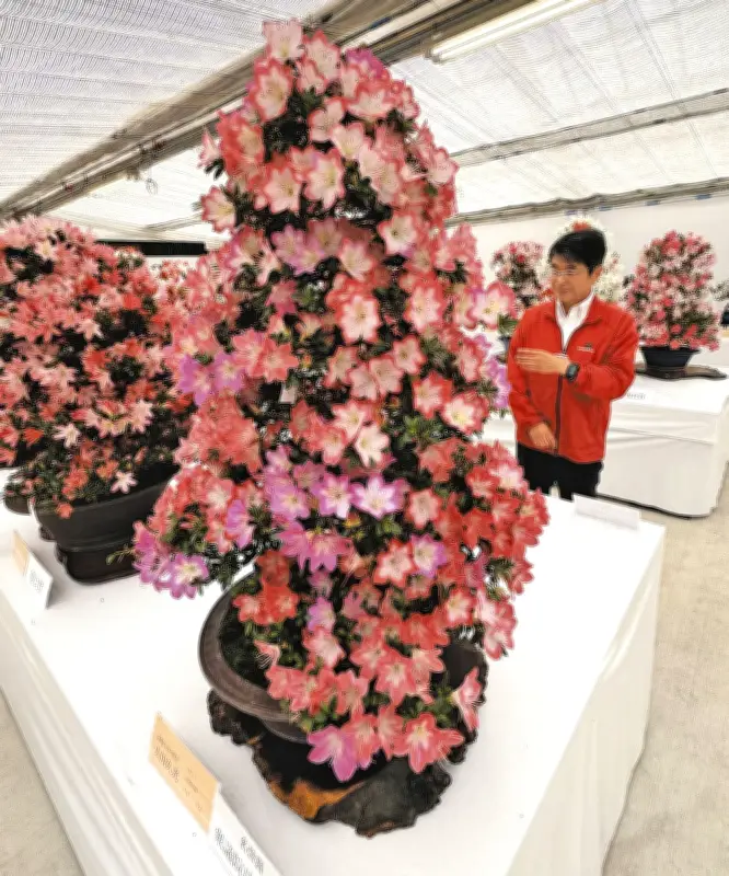 鹿沼で「さつき祭り」開幕、丹精込めた銘木約300点が展示