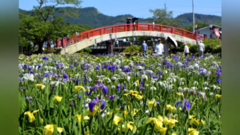 豊橋・賀茂しょうぶ園でハナショウブ早咲き種が満開、約300種3万7000株が見頃