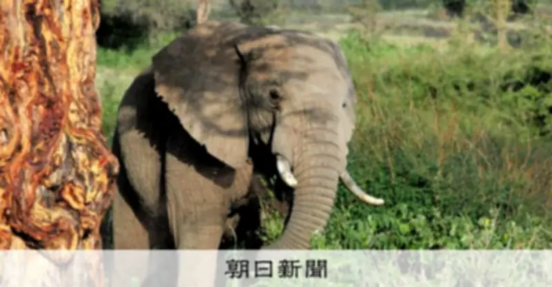 ゾウが消えると糞虫も消える？野外調査で4千匹超を捕獲し人気のフンを調査