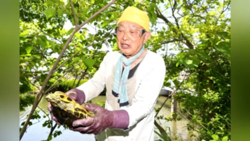 松江城の堀川でアカミミガメ駆除に奮闘、市民団体が5年で1万匹超を捕獲