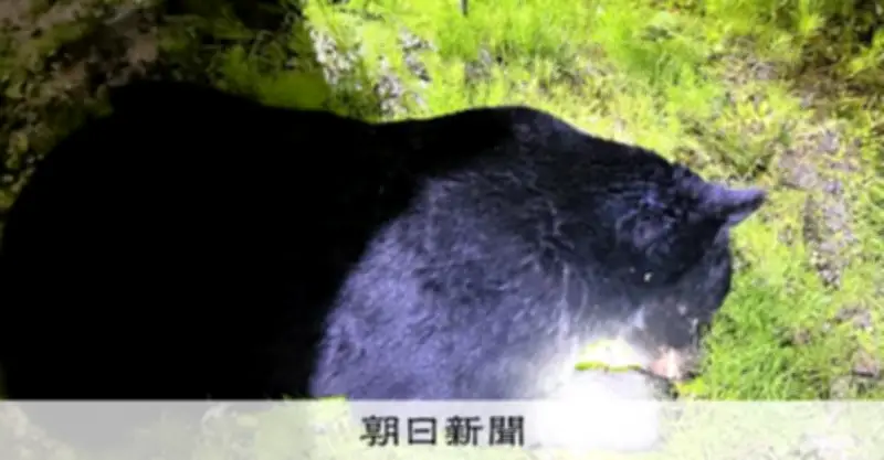 仙台中心部のクマ緊急銃猟、舞台裏を徹底解説　5m接近もドローンで援護
