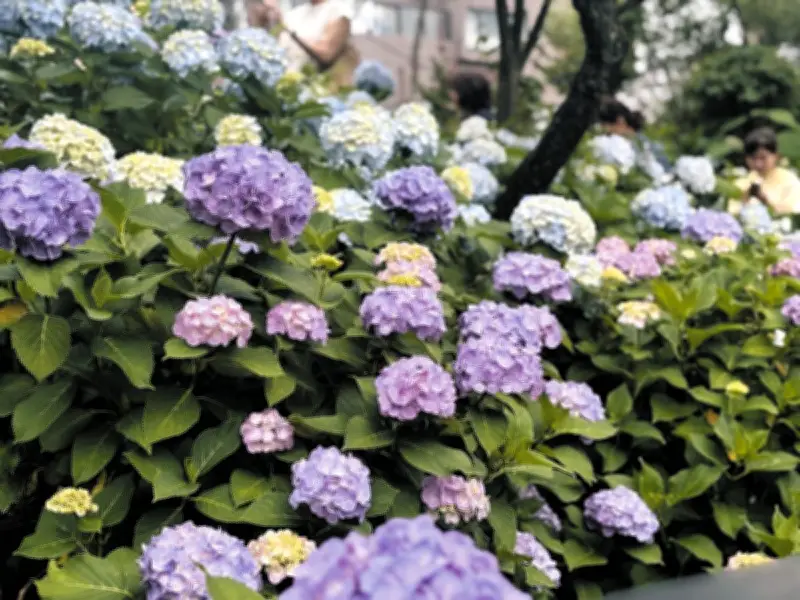 文京あじさいまつり、6月6日から開催 約3千株が見頃