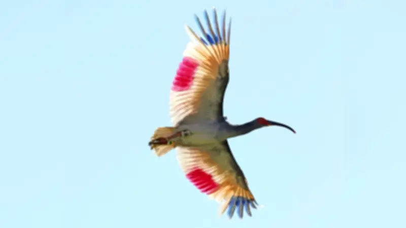 トキ、本州で初めて放鳥 石川・羽咋市で8羽が飛び立つ