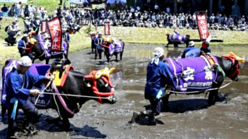 国重要無形民俗文化財「塩原の大山供養田植」8年ぶり公開 牛馬弔い豊穣願う