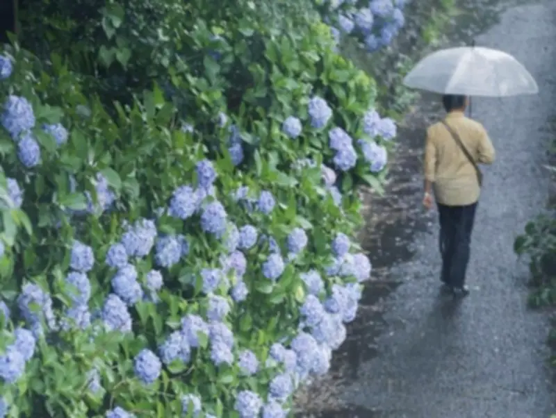 奄美地方が梅雨入り、今年全国で初 平年より9日早く