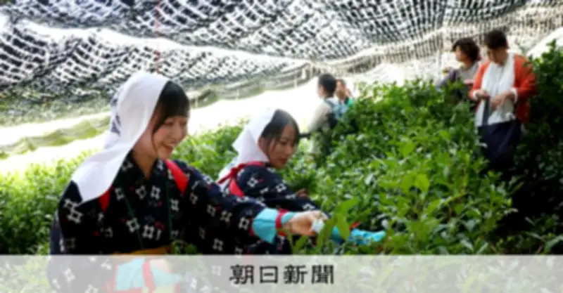 立春から八十八夜、900人が「茶摘みの集い」 抹茶人気で参加者大幅増
