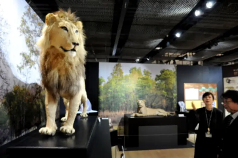 猫の魅力伝える企画展「猫のすゝめ」東京農業大で開催中