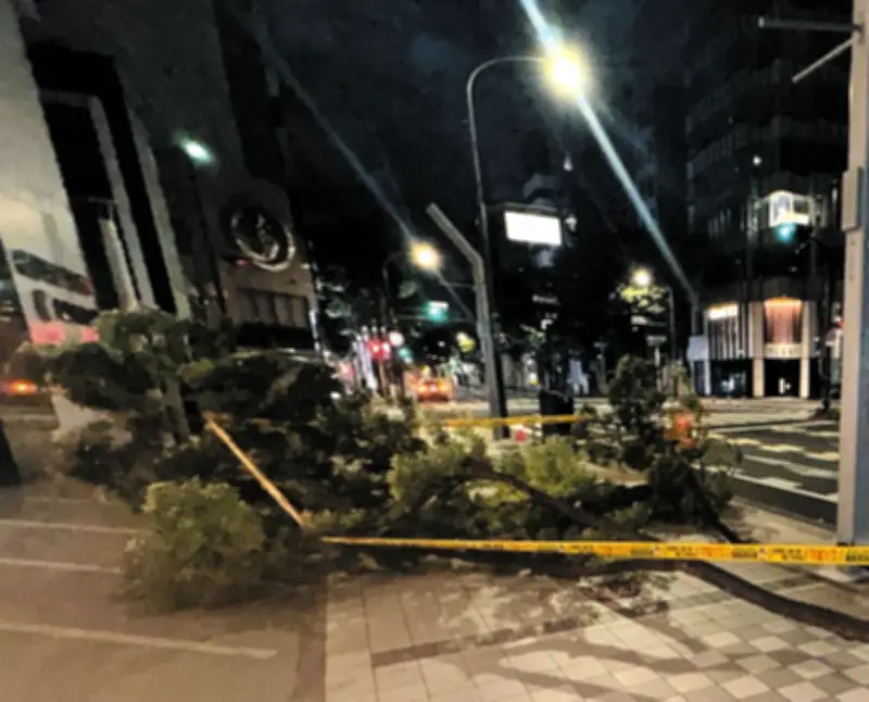名古屋・大津通でケヤキの枝が強風で折れ歩道ふさぐ、緊急点検では異常見つからず