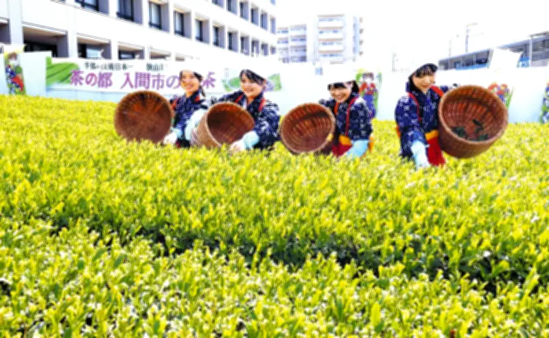 埼玉・入間で八十八夜新茶まつり、茶娘が新芽を摘み取る