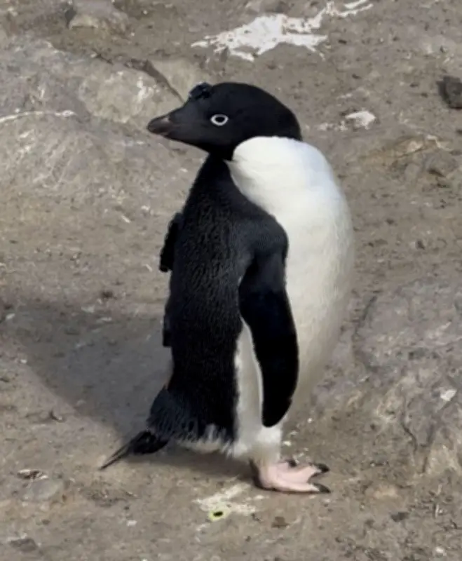 アデリーペンギンがプランクトン捕食、鮮明映像を初めて捉える