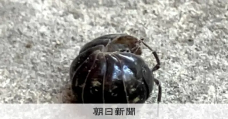ダンゴムシの殻、石を食べ「ムキムキ」に？ 元野球部員の卒論がきっかけで解明