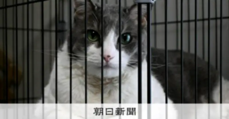 能登半島地震の復興住宅、ペット飼育で入居不可に 被災者の生活再建に課題