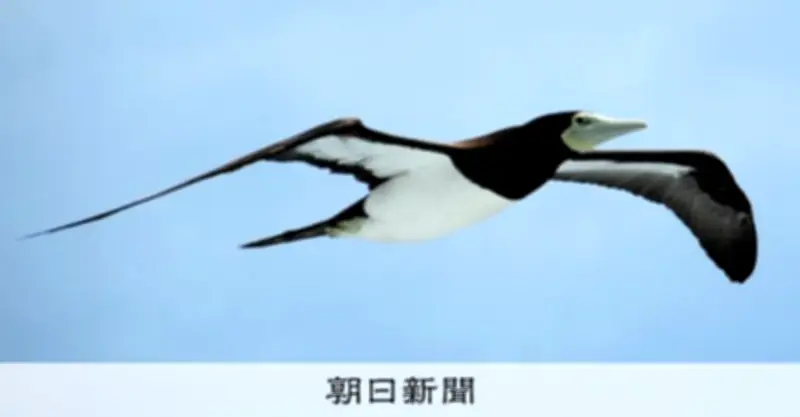 カツオドリ、漁師の目印から転身？船を利用した狩りを発見