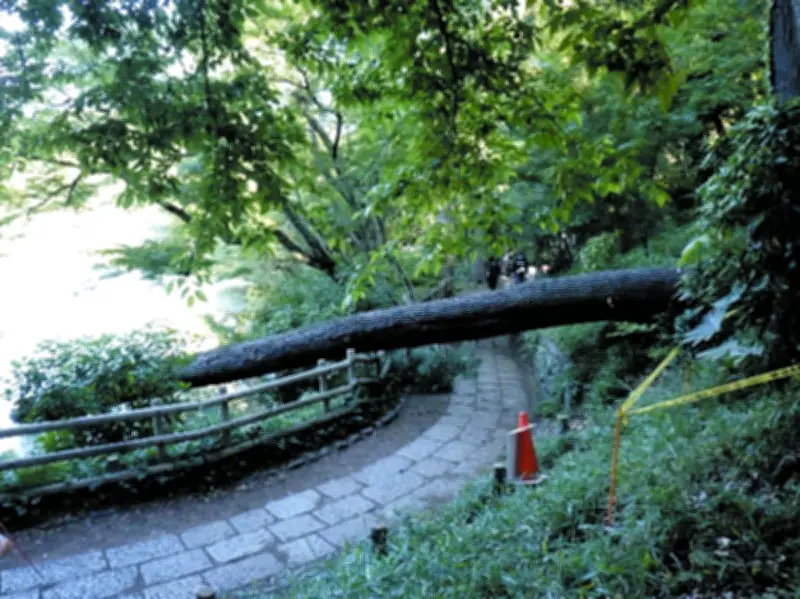 都立公園で倒木相次ぐ、樹木管理の課題浮き彫りに