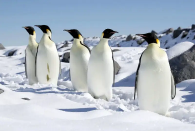 南極のコウテイペンギン、温暖化と観光増で生育環境悪化　条約会議で保護議論