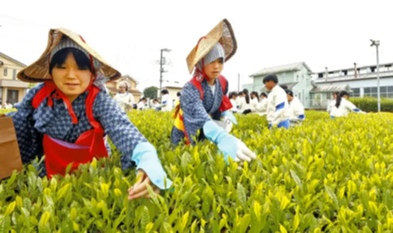 埼玉・入間の中学生が狭山新茶摘みを体験、茶娘や茶息子に扮して収穫