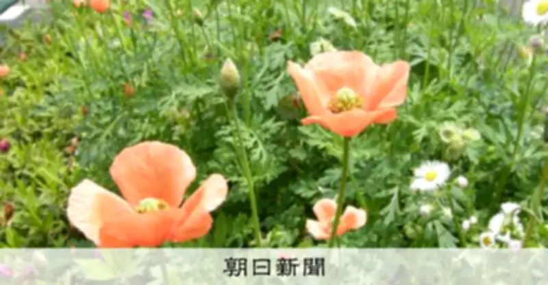 ナガミヒナゲシは毒?危険?ネットの言説を専門家がやんわり否定