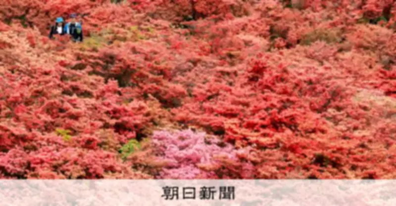 「一目百万本」の赤い絨毯　葛城山のツツジが満開に