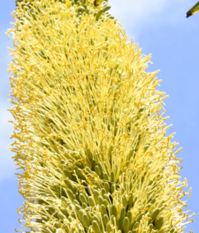 数十年に一度の開花、希少な多肉植物が黄色い花を高知で咲かせる