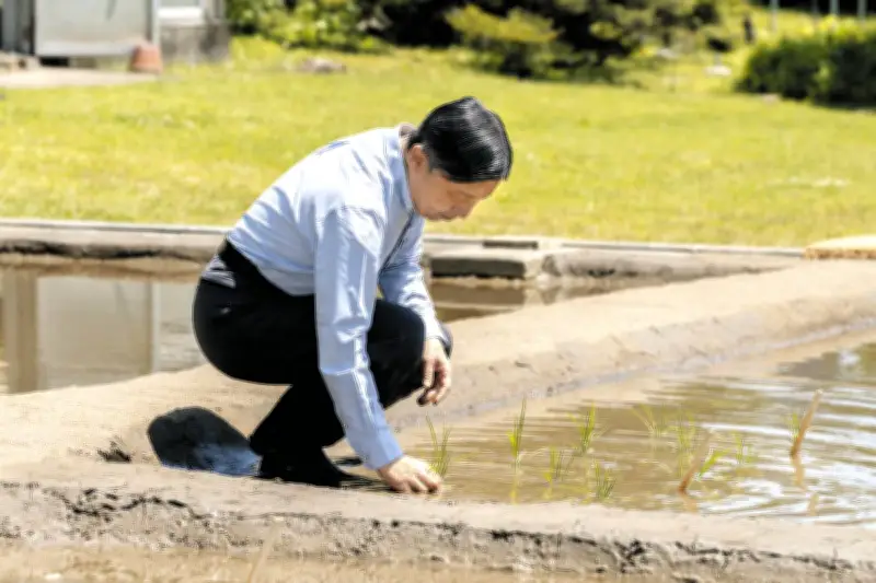 天皇陛下が皇居で田植え、青色シャツに長靴姿で恒例行事