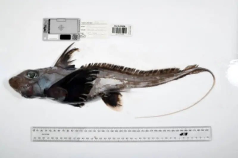 未知の海洋生物１１２１種発見、日本近海でも新種６６種確認