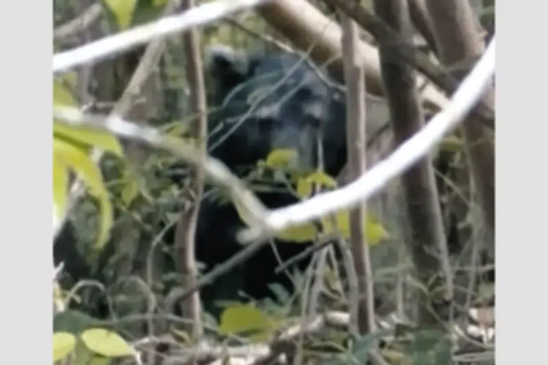 浜松市でクマ出没、猟友会が当面パトロール開始　周辺でも目撃相次ぐ