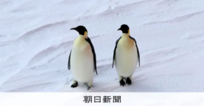 コウテイペンギンの特別保護種指定、中ロ反対で見送り 南極条約会議閉幕