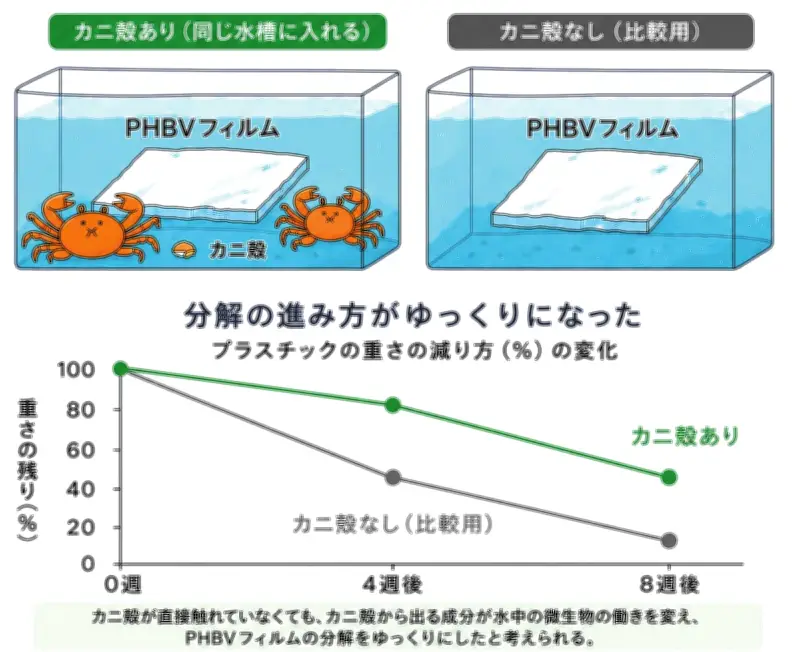カニ殻で海洋生分解性プラスチックの寿命制御、群馬大などが新技術
