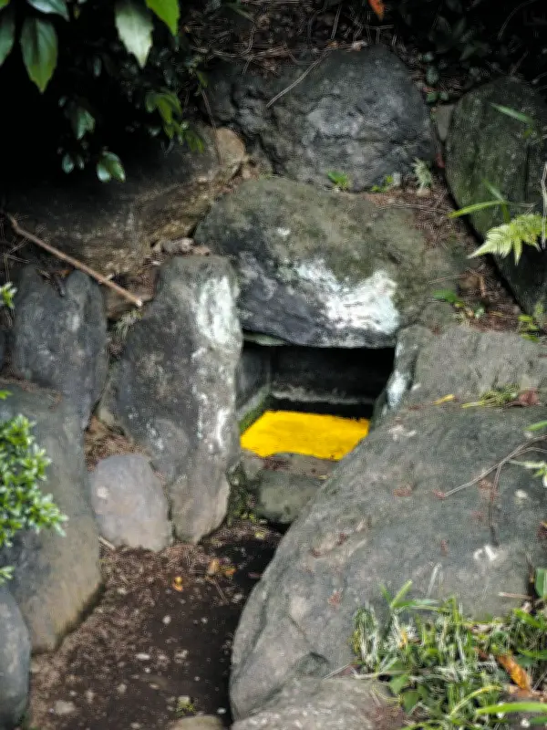 東京・調布の実篤公園で黄金に輝く「ヒカリモ」が見頃に