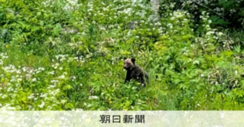 スキージャンプ台にヒグマ出没、緊急銃猟で駆除 北海道士別市
