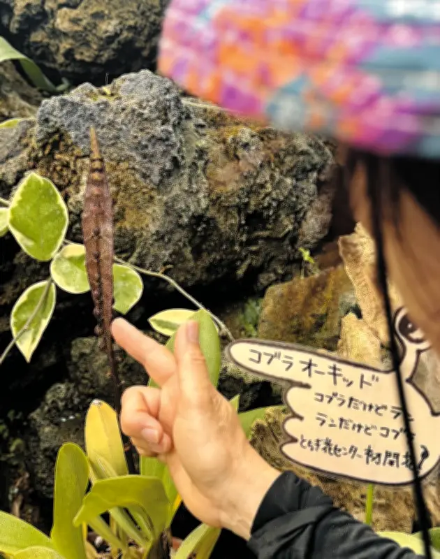 コブラが鎌首！？珍種ラン「コブラオーキッド」栃木で初開花