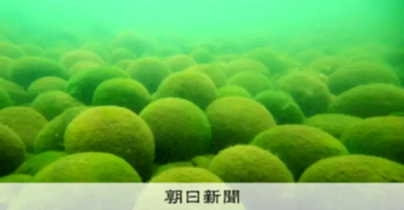 特別天然記念物「阿寒湖のマリモ」、温暖化で氷減少が生存脅かす可能性